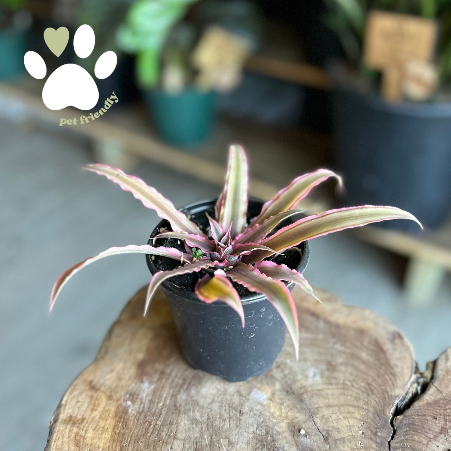 Cryptanthus Assorted 4"