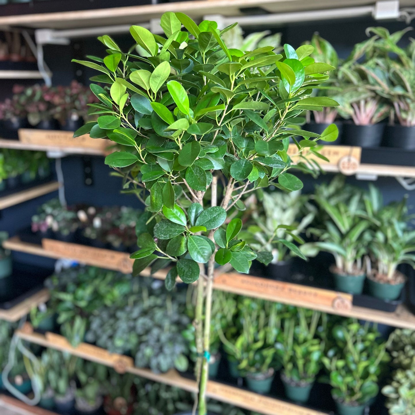 Ficus Moclame 10"