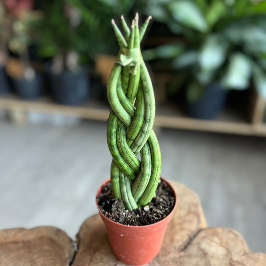 Sansevieria Cylindrica 6-Braid 4”
