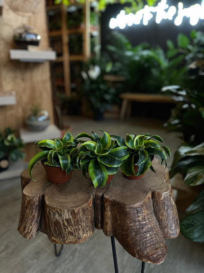 Dracaena Tornado 4”