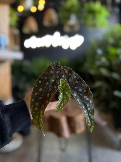 Angel Wing Begonia 2”