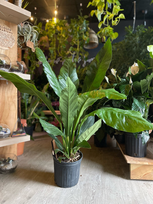 Anthurium Hookeri 10”