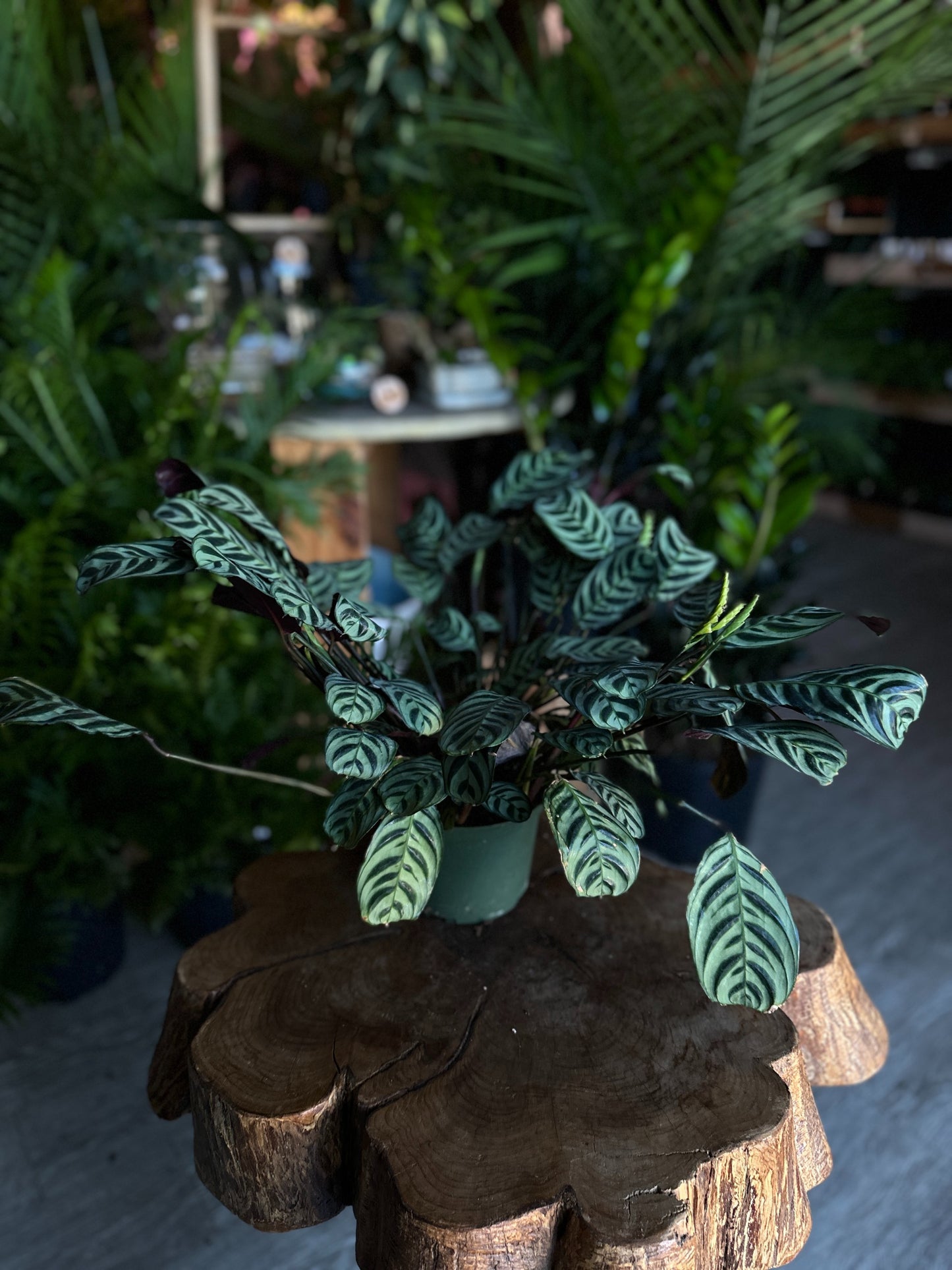Calathea Burle Marx 6”