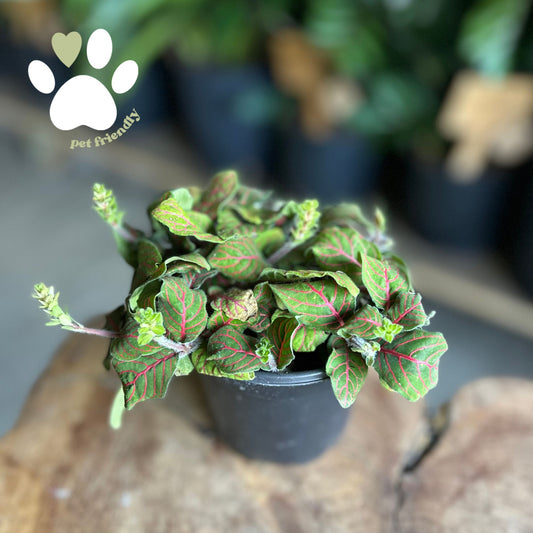 Nerve Plant (Fittonia) 4”