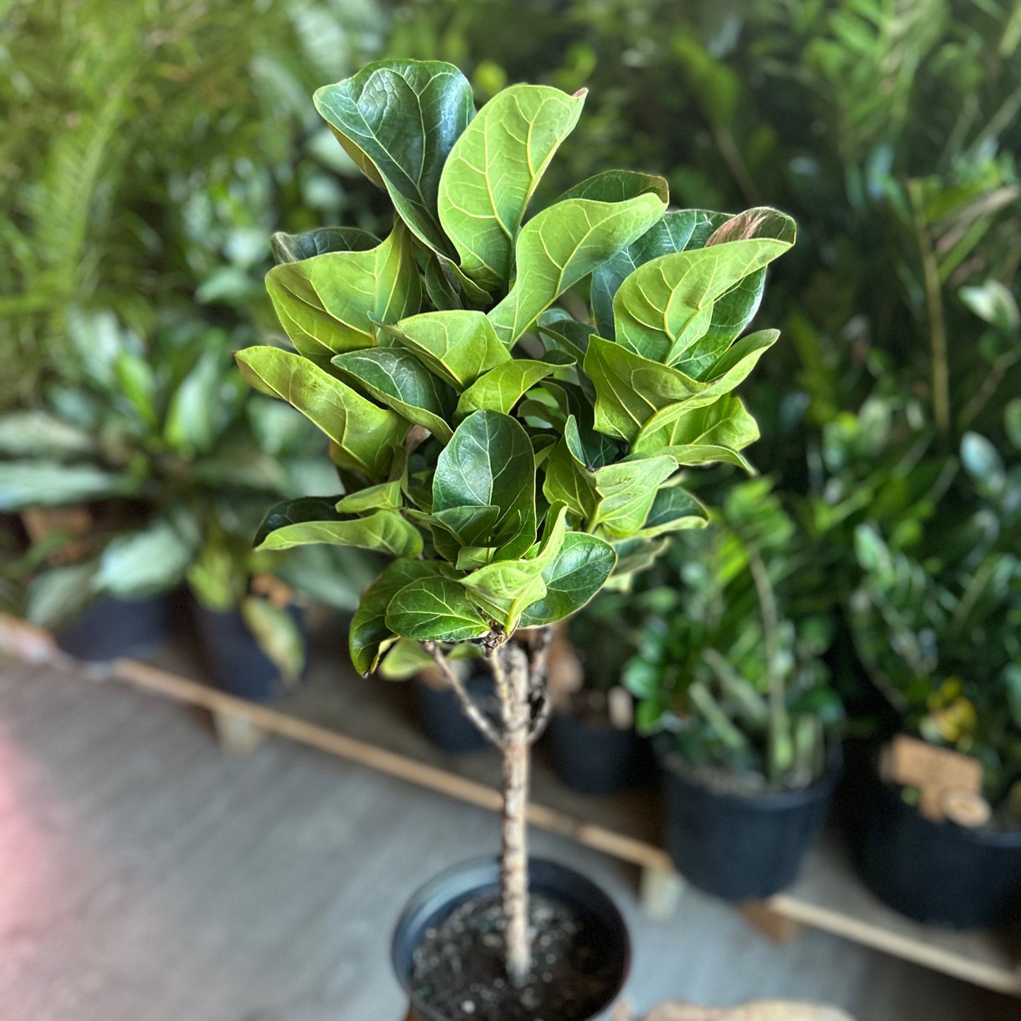 Ficus Little Sunshine 8" (Fiddle Leaf Fig)