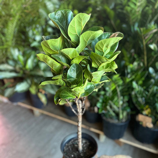 Ficus Little Sunshine 8" (Fiddle Leaf Fig)