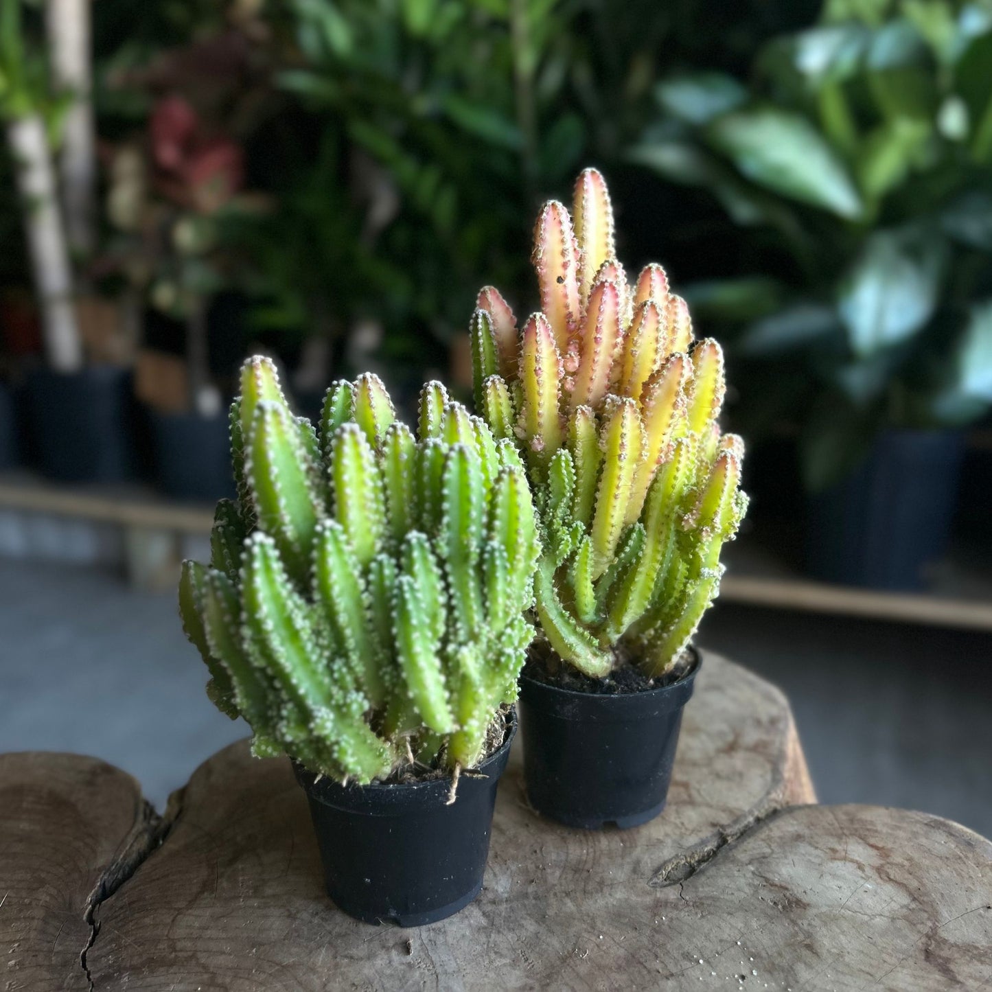 Fairy Castle Cactus 2”