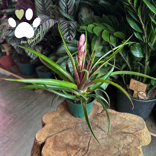 Tillandsia Antonio 6”