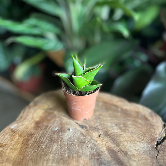 Sansevieria Green Tower 2"