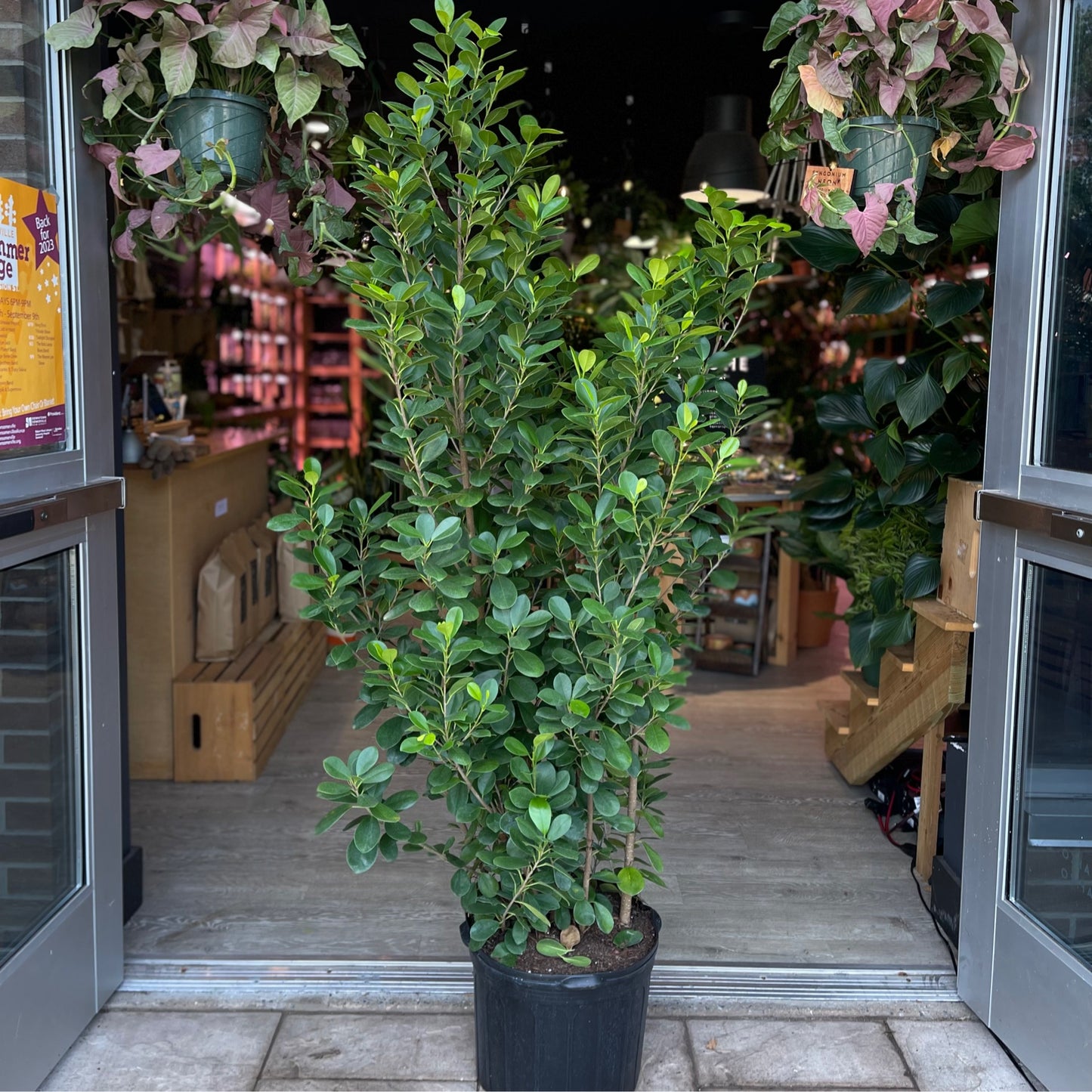 Ficus Moclame 14”