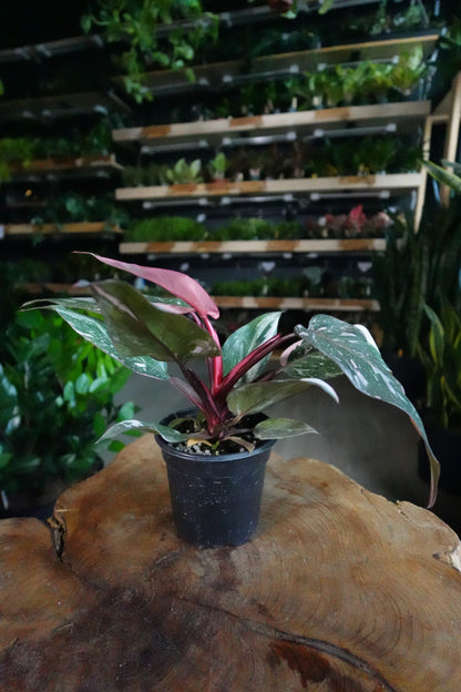Pink Princess Philodendron 4"