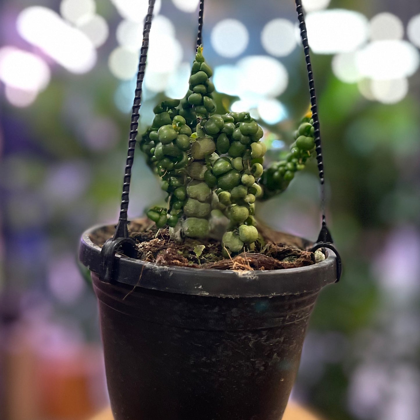 Dischidia Nummularia Dragon Jade 4" HB