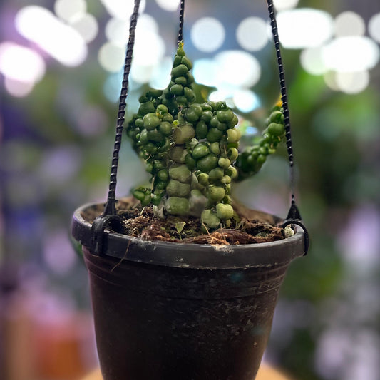 Dischidia Nummularia Dragon Jade 4" HB