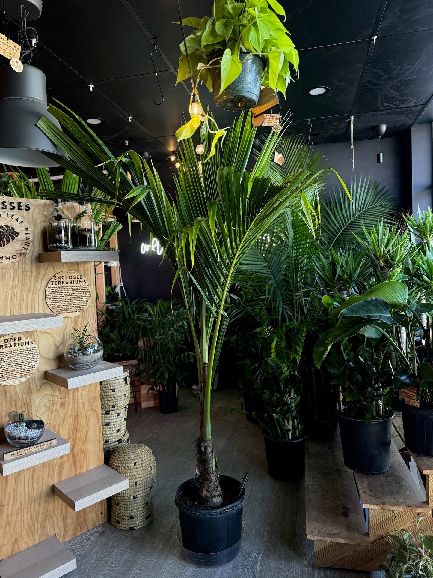 Coconut Palm 14”
