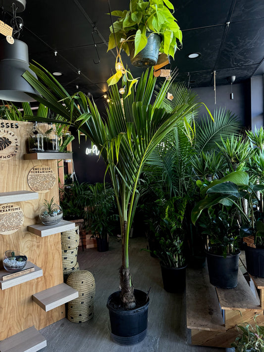 Coconut Palm 14”