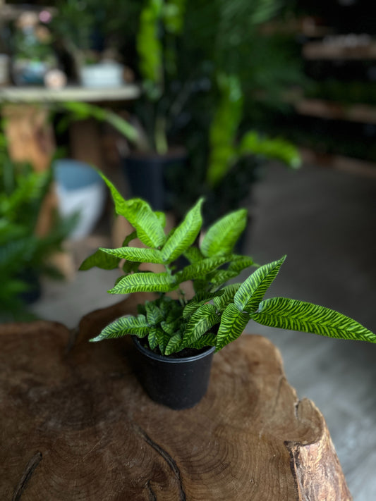 Golden Zebra (Striped Bamboo Fern) 4”