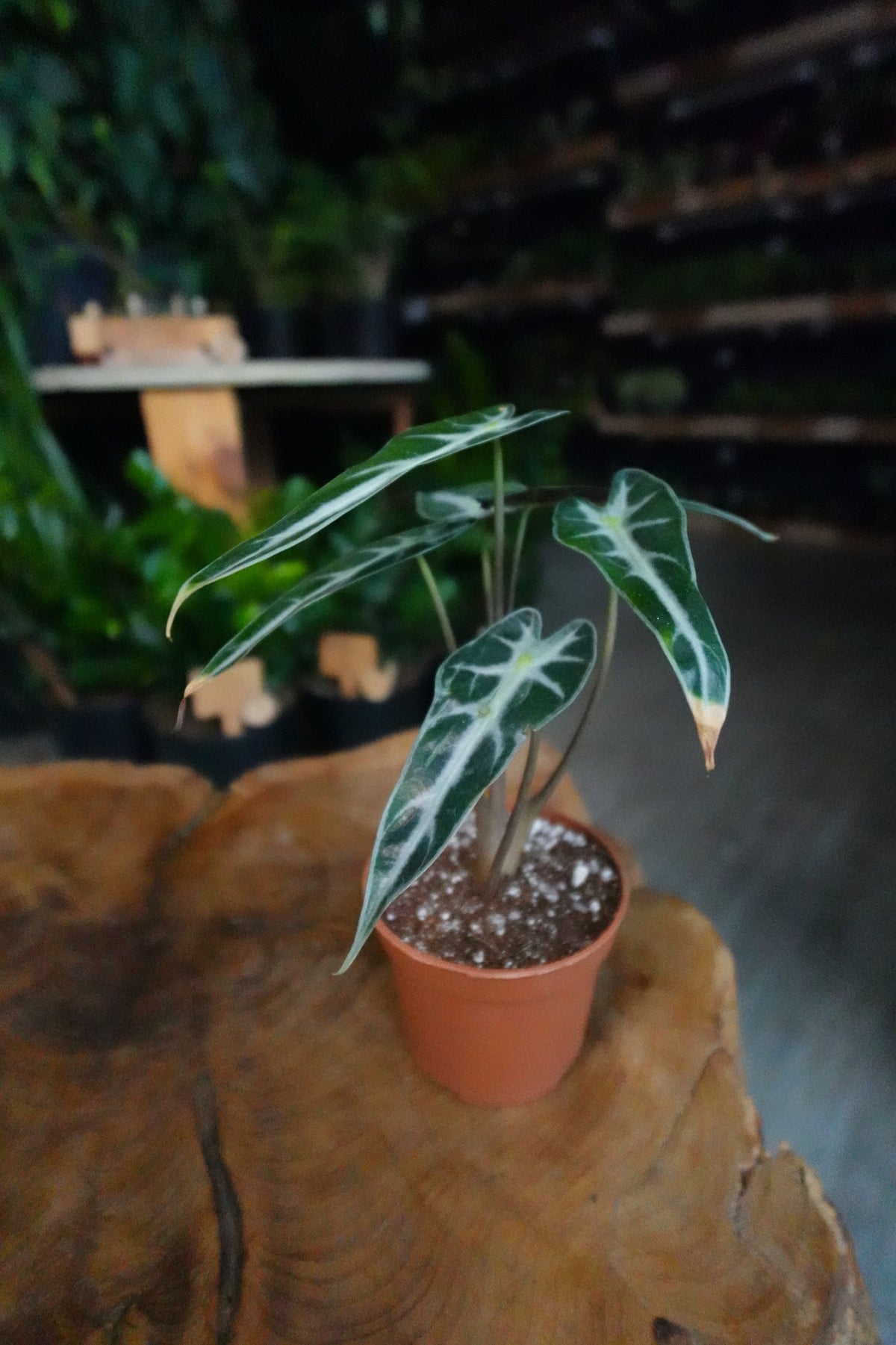 Alocasia Bambino 4”