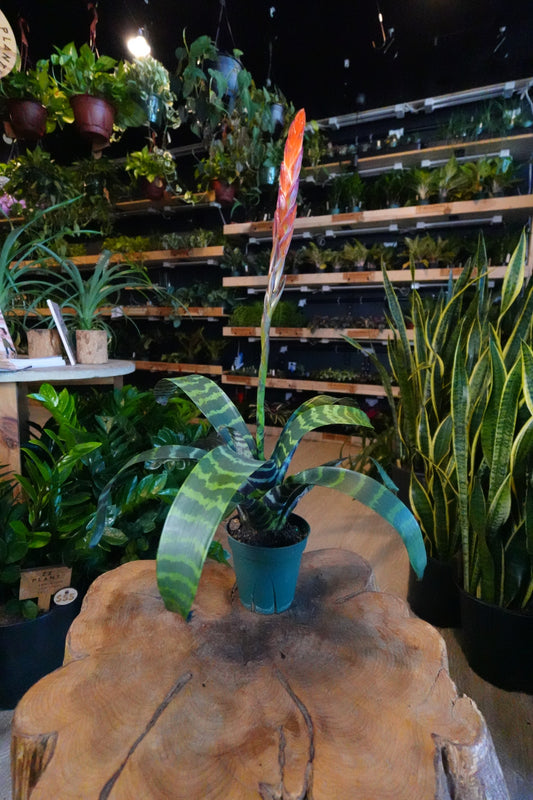 Vriesea Espada (Flaming Sword) 5”