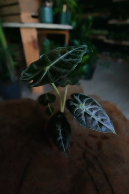 Alocasia Parasol 2"