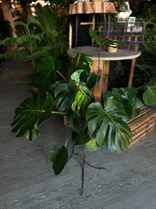 Monstera Deliciosa 10"