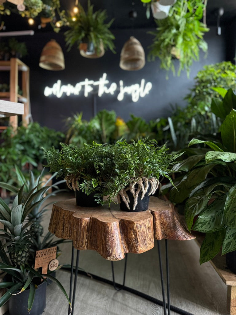 Rabbit Foot Fern 6”