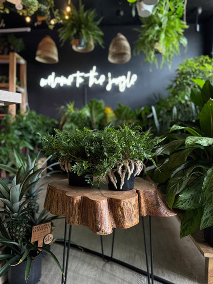 Rabbit Foot Fern 6”