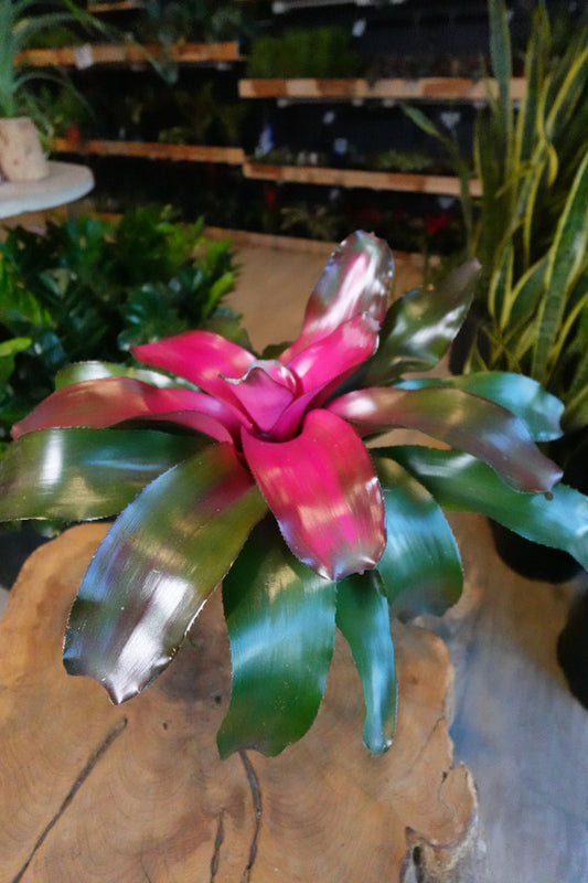 Neoregelia Lila 6”