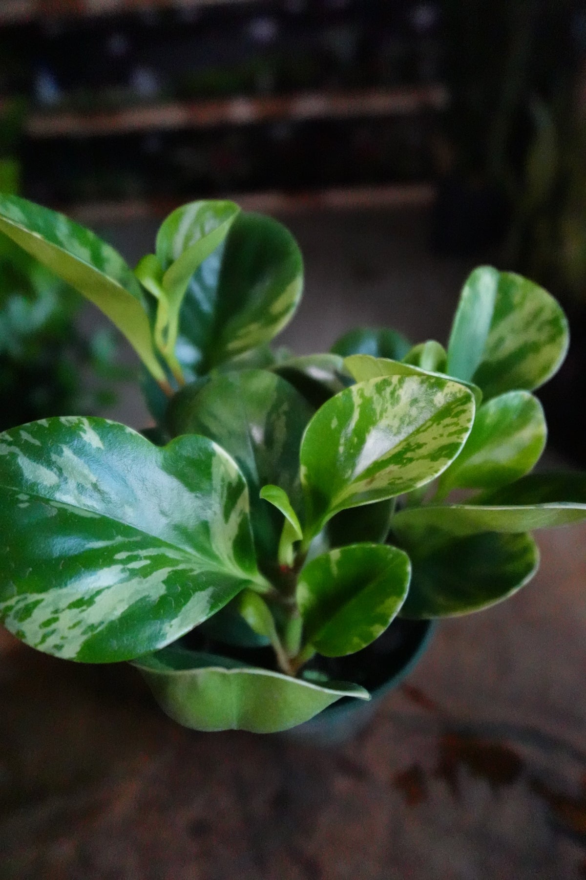 Peperomia Obtusifolia Marble 4"