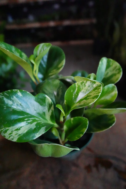 Peperomia Obtusifolia Marble 4"