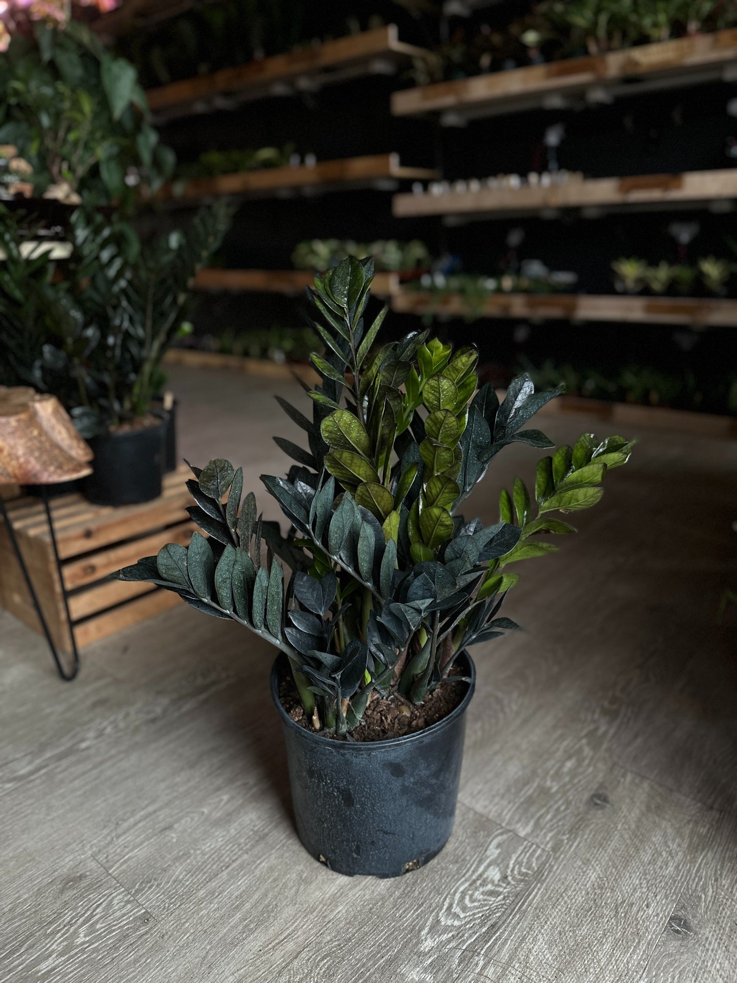 ZZ Plant Oscura 10"