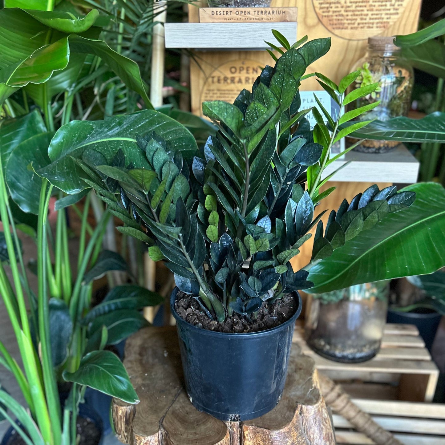 ZZ Plant Black Queen 10"