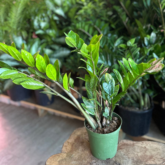 ZZ Plant 6"