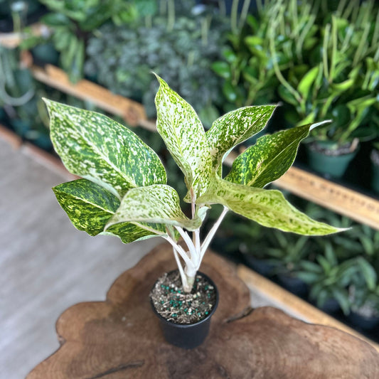 Aglaonema White Laksap 4"