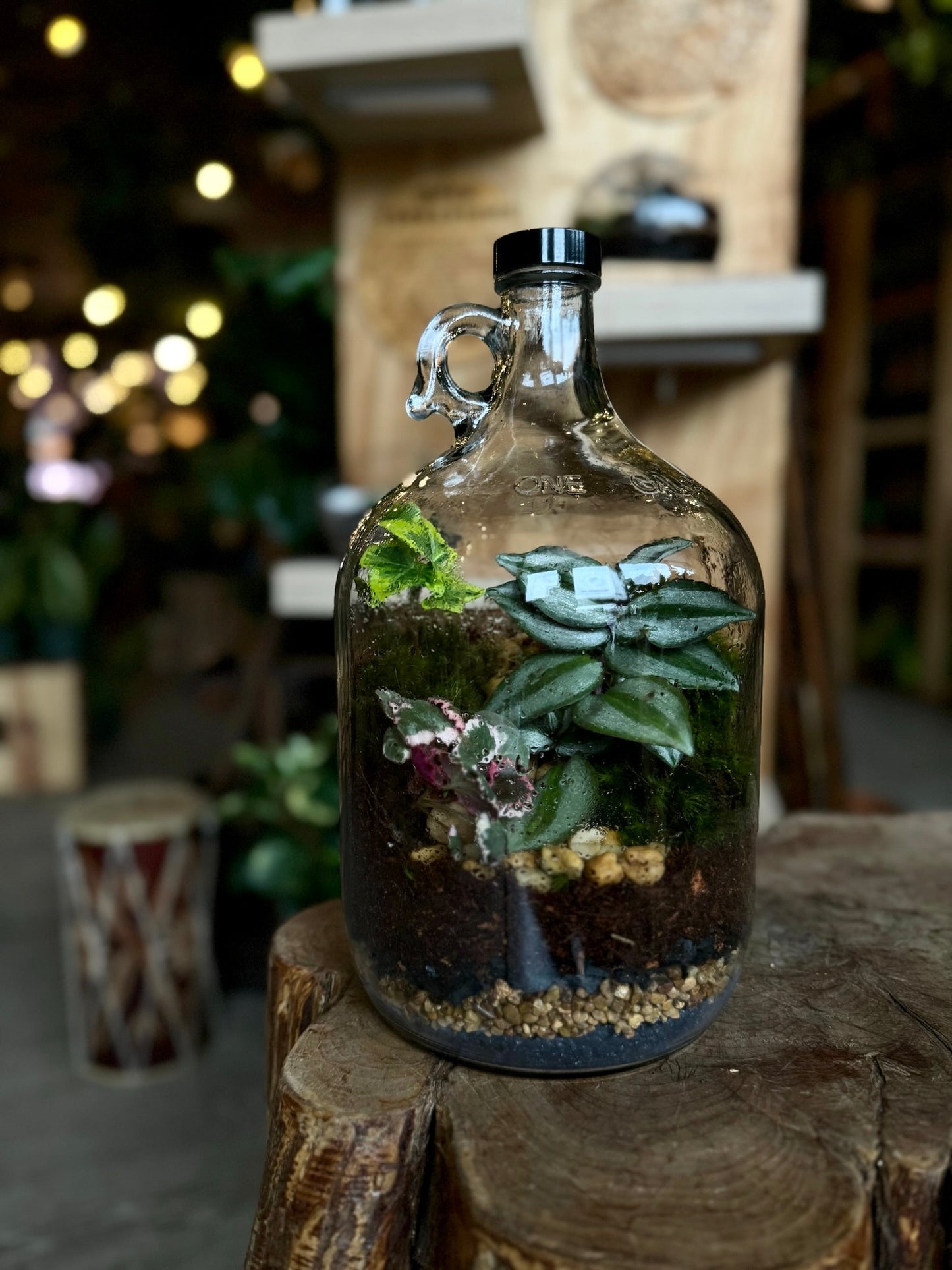 plant + sip: tropical enclosed terrarium building sunday 6/14
