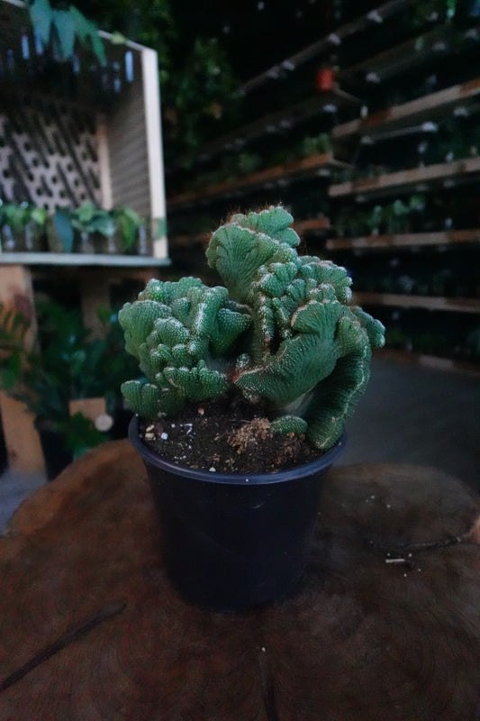 Cactus Coral Green 6”