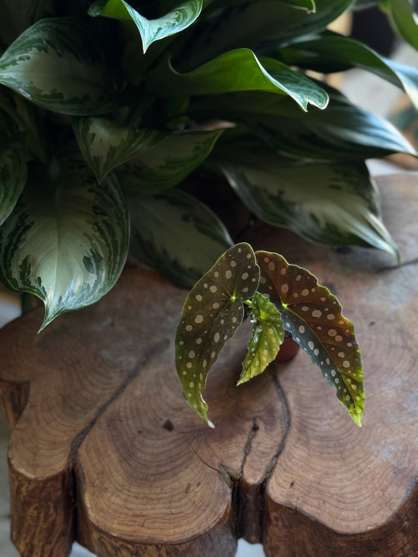 Angel Wing Begonia 2”