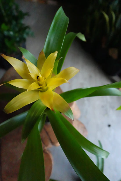 Bromeliad Guzmania 4”