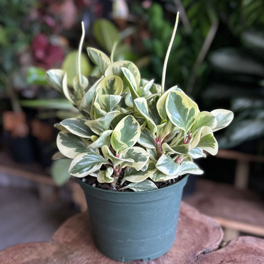 Peperomia Citrus Twist 6”