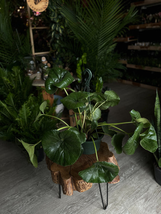 Tractor Seat Plant 10"