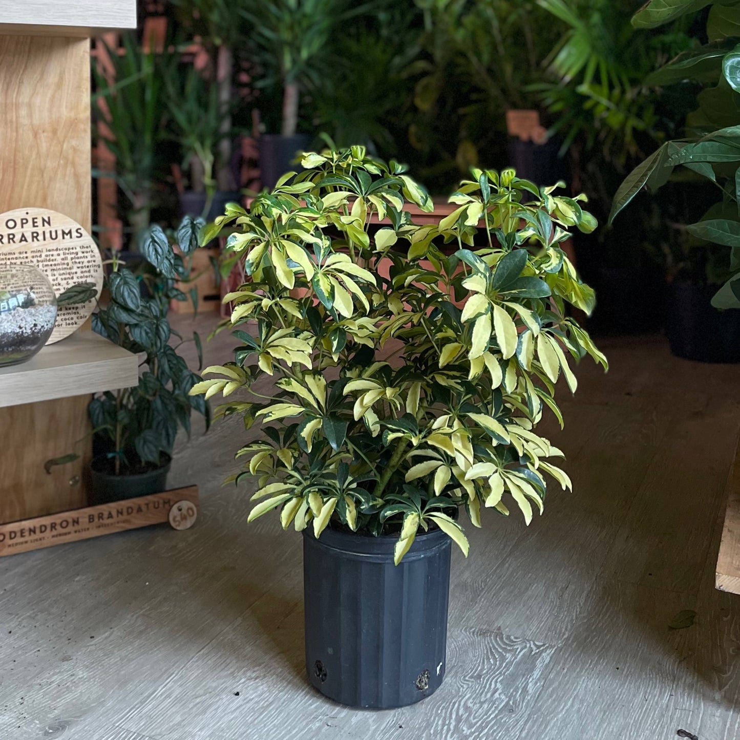 Umbrella Tree Trinette 8”