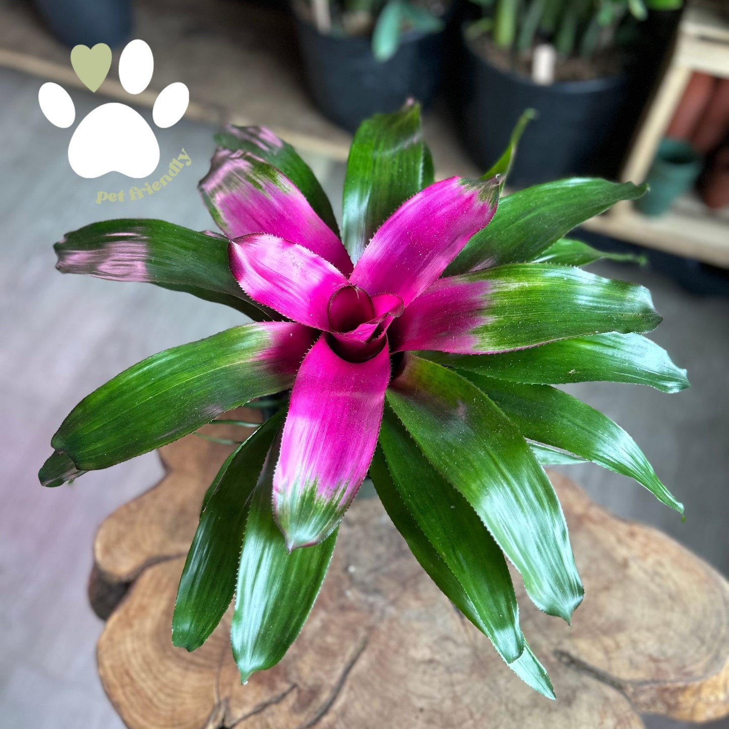 Neoregelia Donna 6”