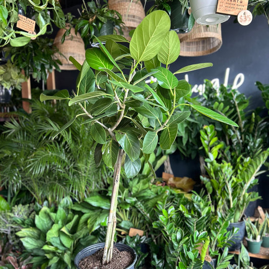 Ficus Audrey 12"