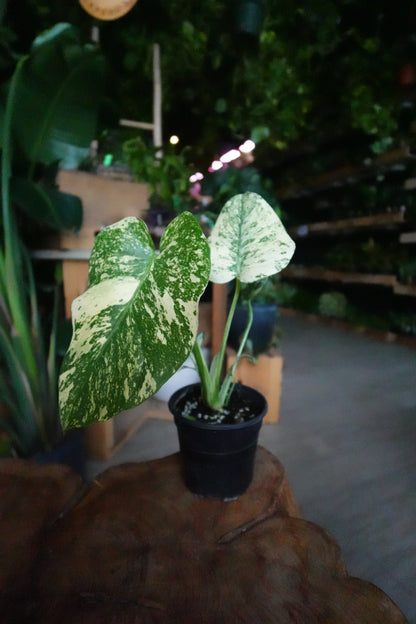Monstera Mint 4"
