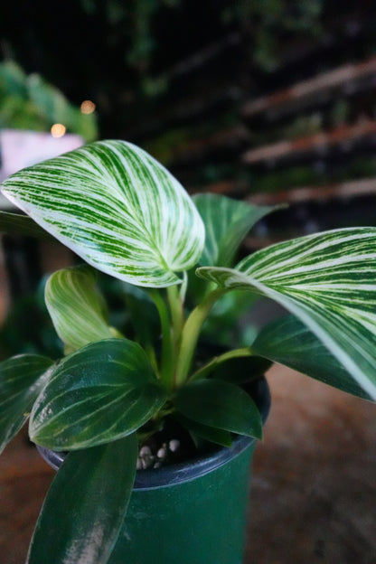 Philodendron Birkin 4"