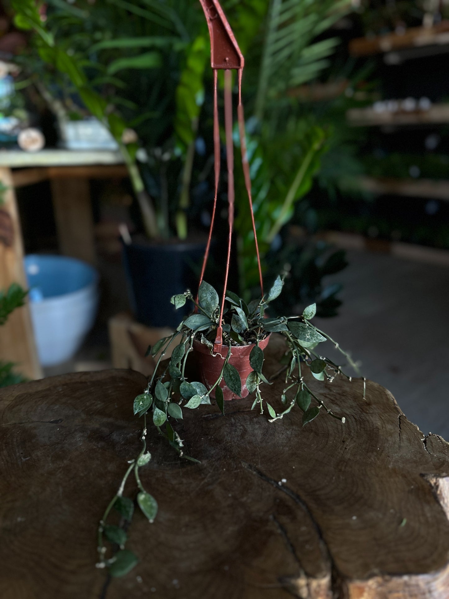 Hoya Silver Splash 4" HB