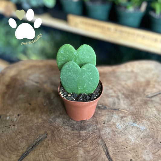 Hoya Kerrii 3”