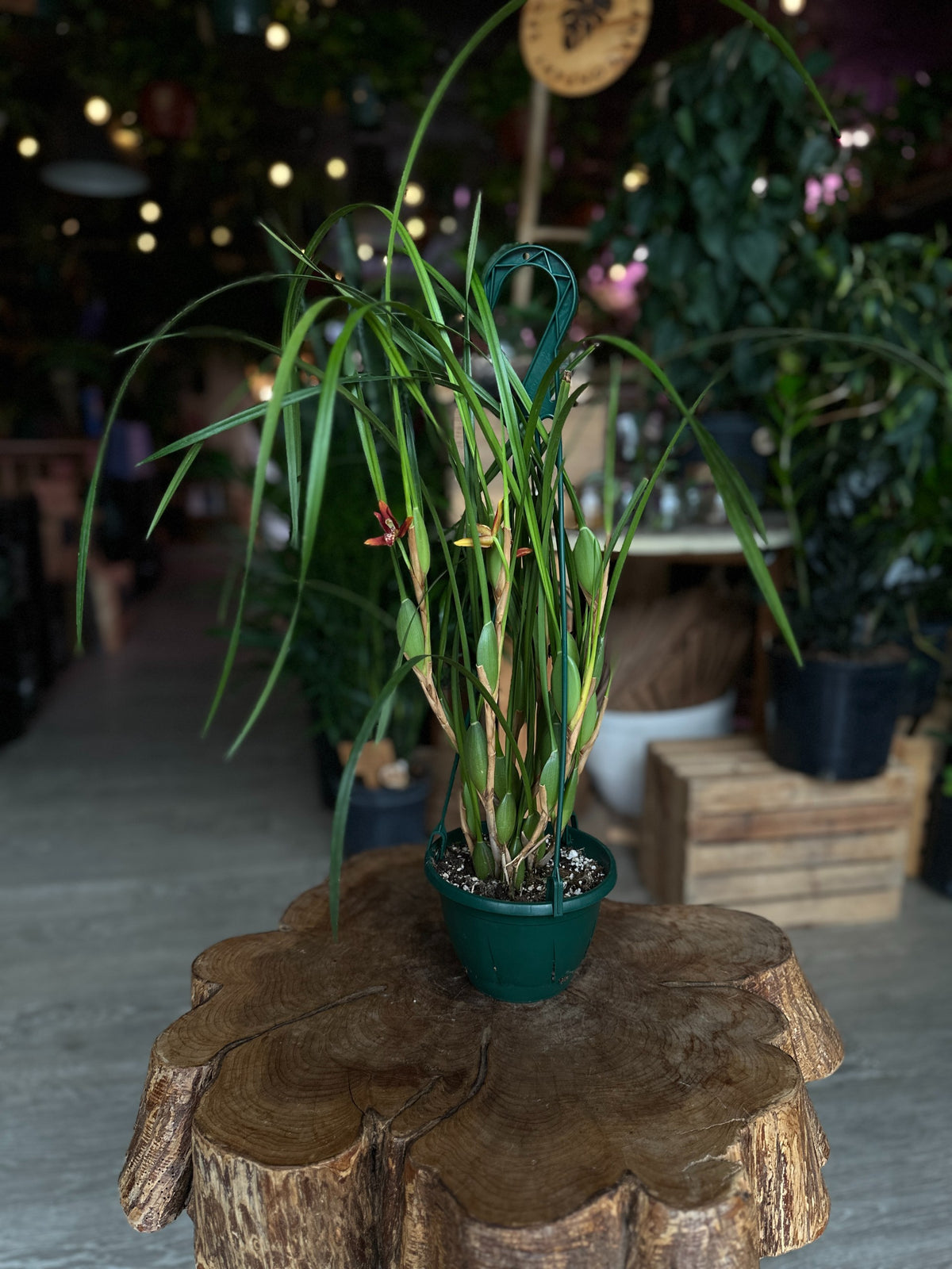 Maxillaria Tenuifolia 6"