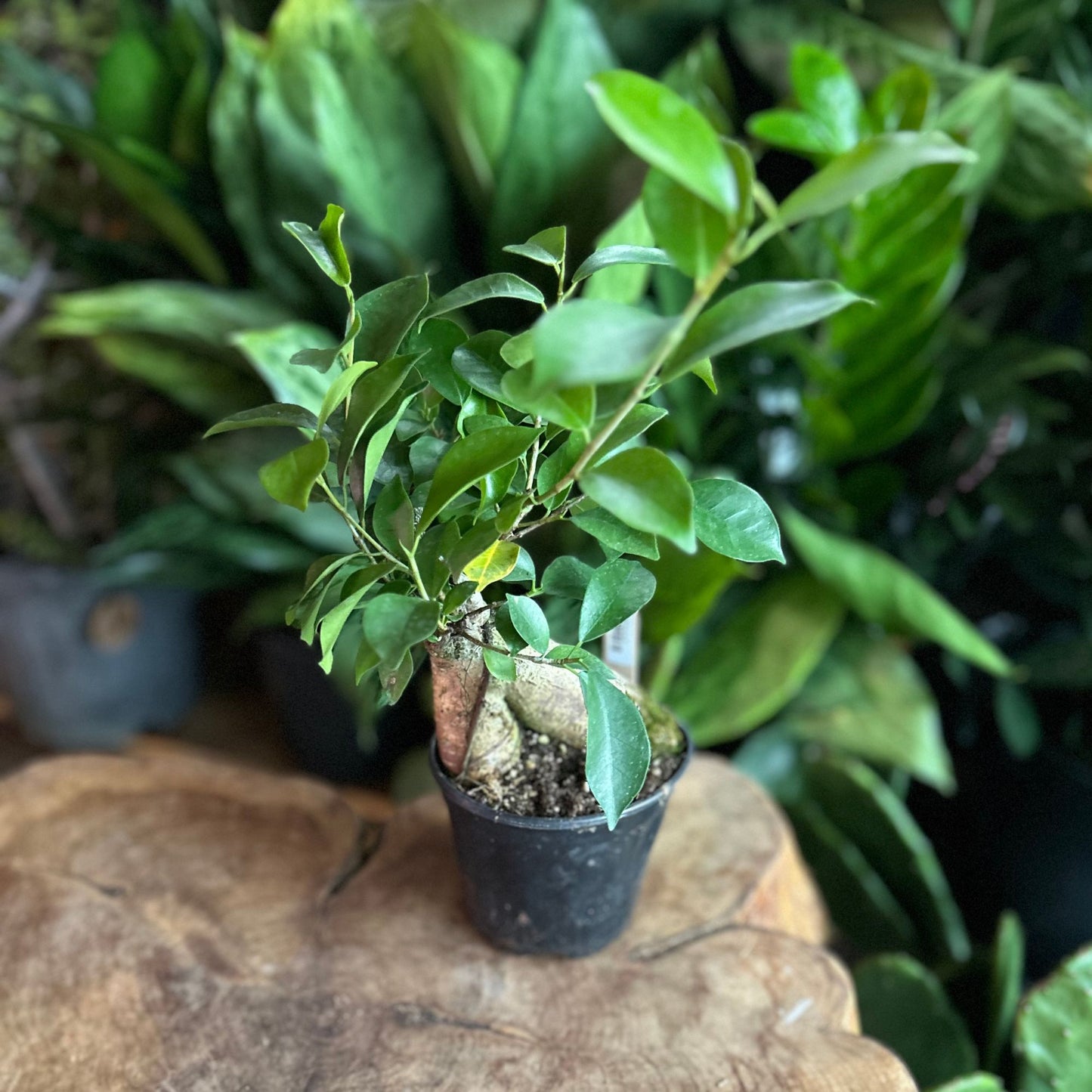 Ficus Ginseng 5"