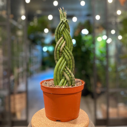 Sansevieria Cylindrica 9 Braid 6”