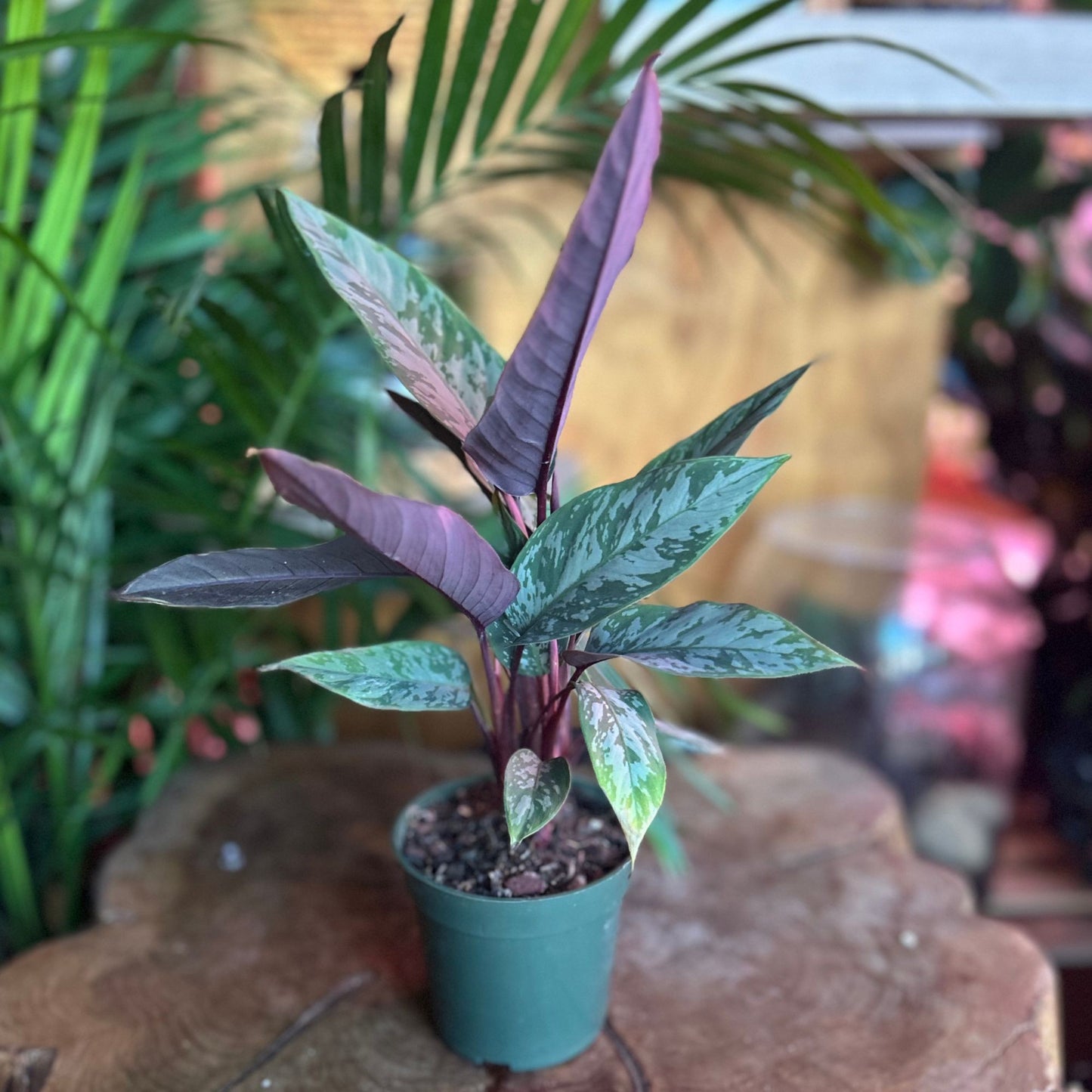 Apoballis Lavallei (Purple Sword) 4"